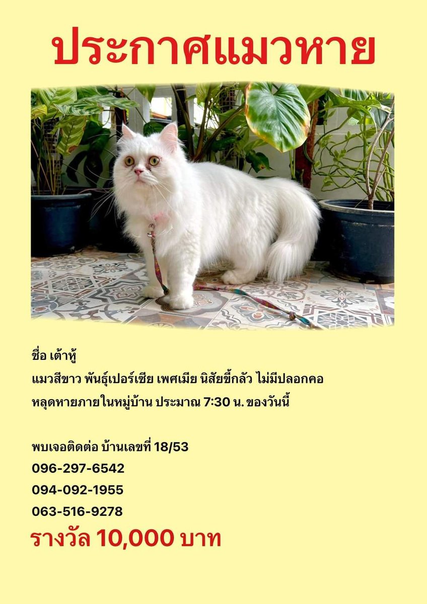Catster & Co บ้านพักพิงแมวจร tweet media