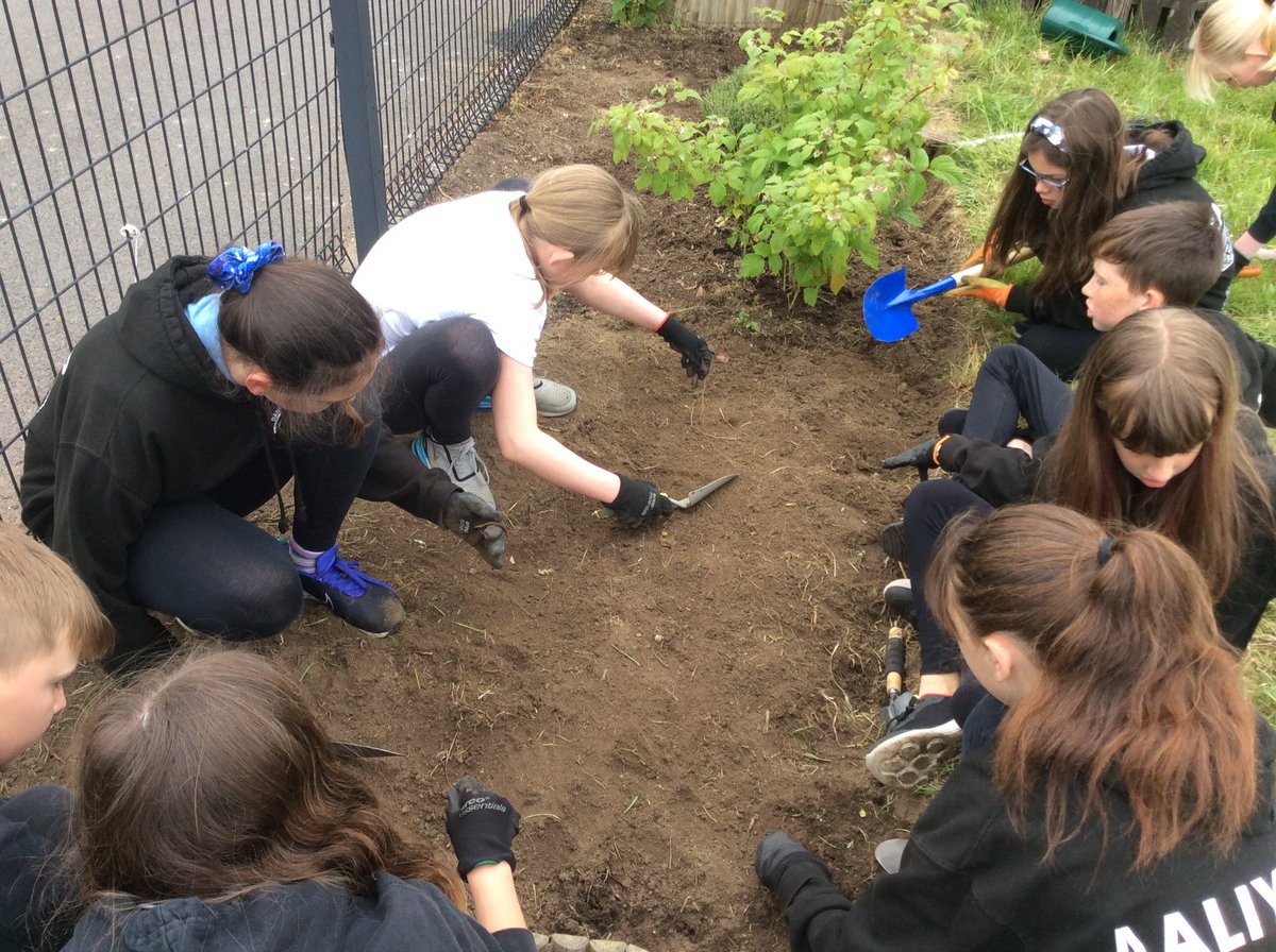 EloffMrs's tweet photo. Primary 7 is working hard extending their garden, taking out all of the weeds, putting compost down and planting new things. We grew our own sunflowers and a peppermint plant from seeds. It is looking amazing so far! @DanestoneP https://t.co/AUbl3BFiz4