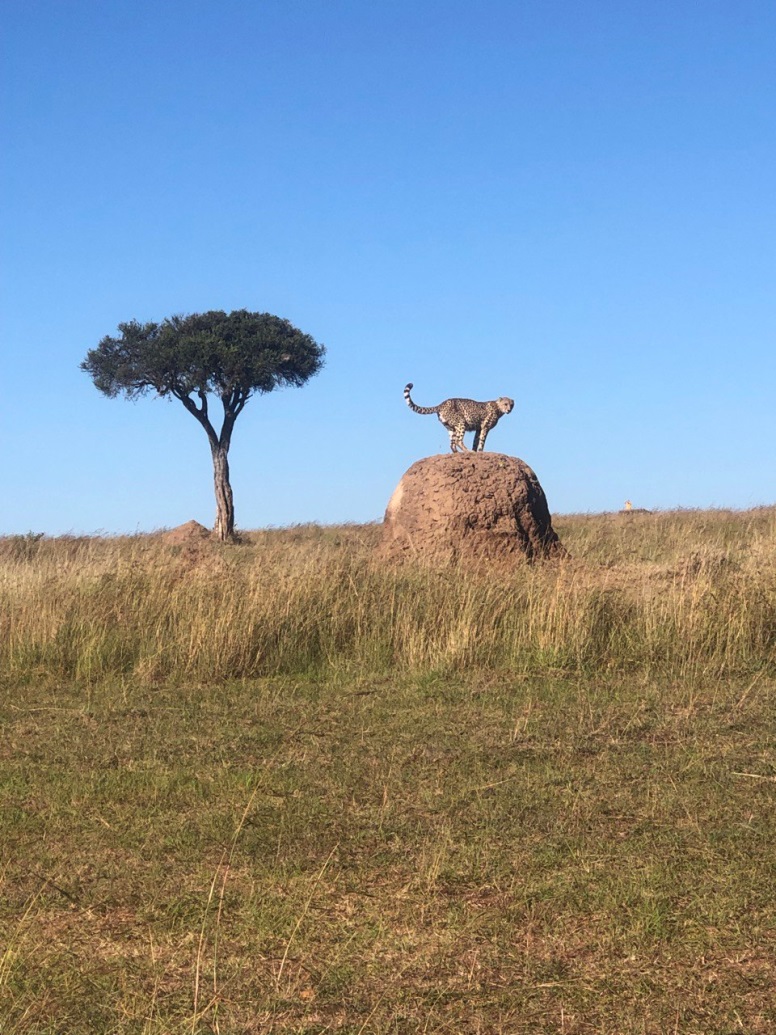 MaraIntrepids's tweet photo. This week has been good with the cats. The weather was good and very favorable for the exciting game viewing. The famous cats of Maasai Mara were all going out in all beauty and glamour.
#Journeywithheritagekenya #ExploreMIC #MaasaiMara https://t.co/LrEZSqIdmU