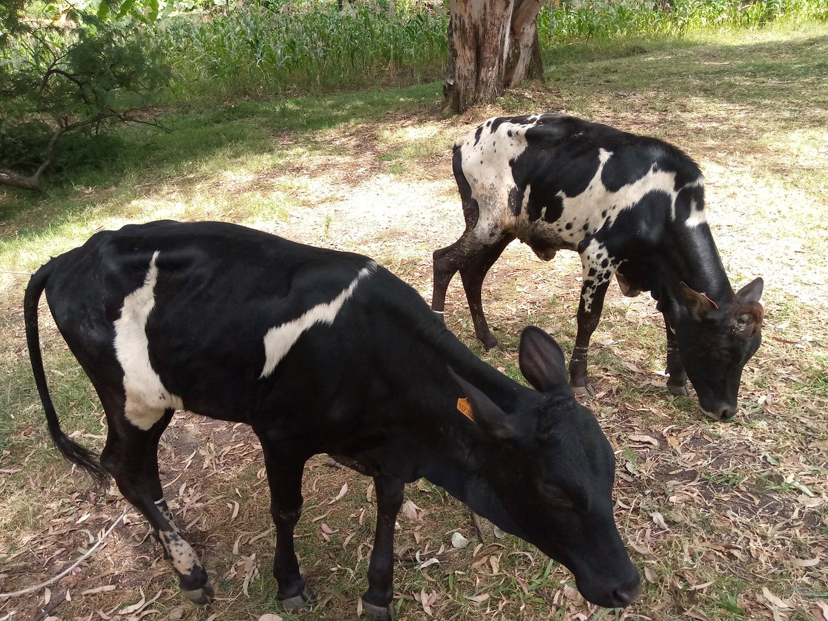 Karama Sector tweet media