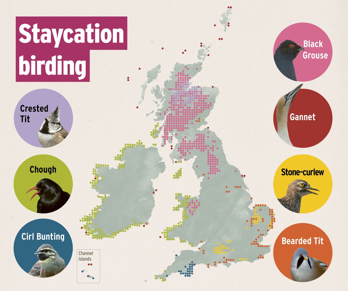 Our fabulous Training Officer @birdingfox shares her top tips for making the most of UK birdwatching on holiday in this issue’s Field Craft article. You definitely don’t need to travel overseas to find spectacular & very different species.

#Staycation #LowCarbonBirding