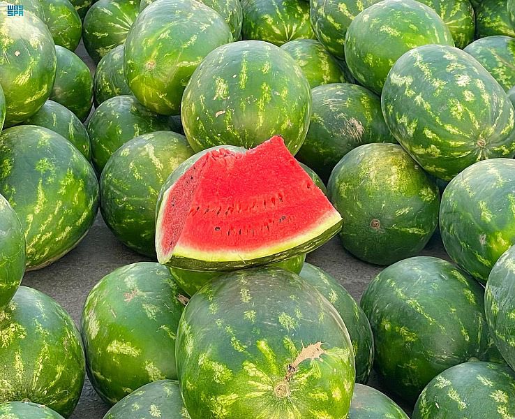 البطيخ القصيمي الأحمر يغزو الأسواق .. 

يخفف لهيب الشمس .. ويُبرد حرارة الصيف .

-