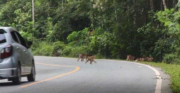 Diberi Pakan oleh Pengendara, Primata Sekitar IKN Ketergantungan Manusia #bekantan #beruk #bksdakaltim #IbuKotaNusantara #larangberimakansatwa #monyetekorpanjang #primata #sampahplastik #satwaliar

gardaanimalia.com/diberi-pakan-o…