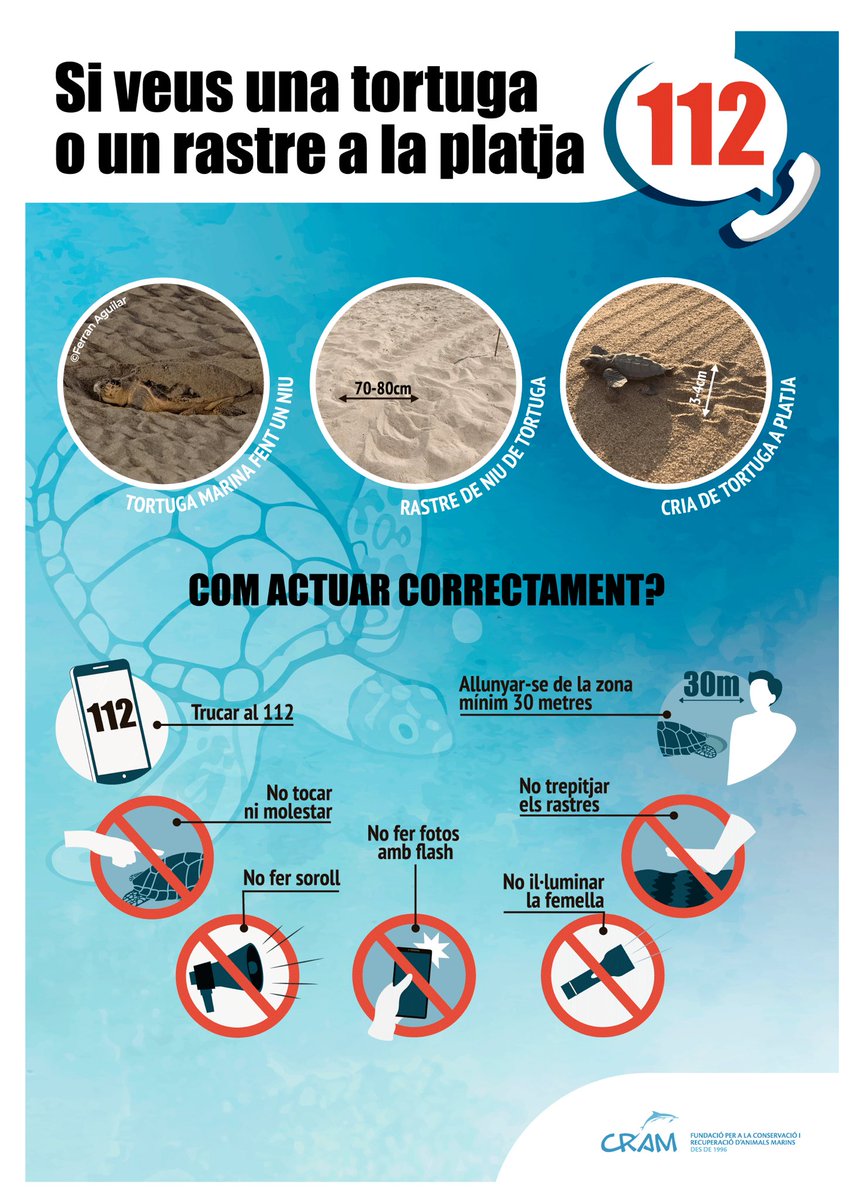 Si veus una tortuga #CarettaCaretta a la platja, recorda:
☎️Truca al @112 
⛔️No la molestis
🐾No esborris el rastre
 ⚠️No la toquis ni facis fotos amb flaix  
🚷Silenci i no t'hi acostis a menys de 30m
🤚No la tornis a l’aigua ni la retinguis