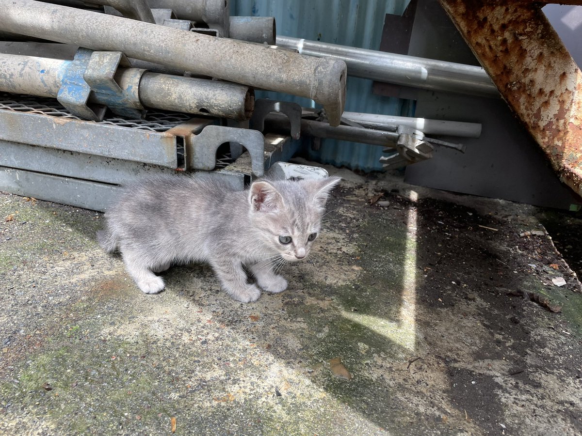 jptss100100's tweet photo. ♯保護猫　♯里親　♯猫
今日、更に一匹増えました。（別の親ネコが育児放棄したらしく） https://t.co/Iqtgu1eqPO