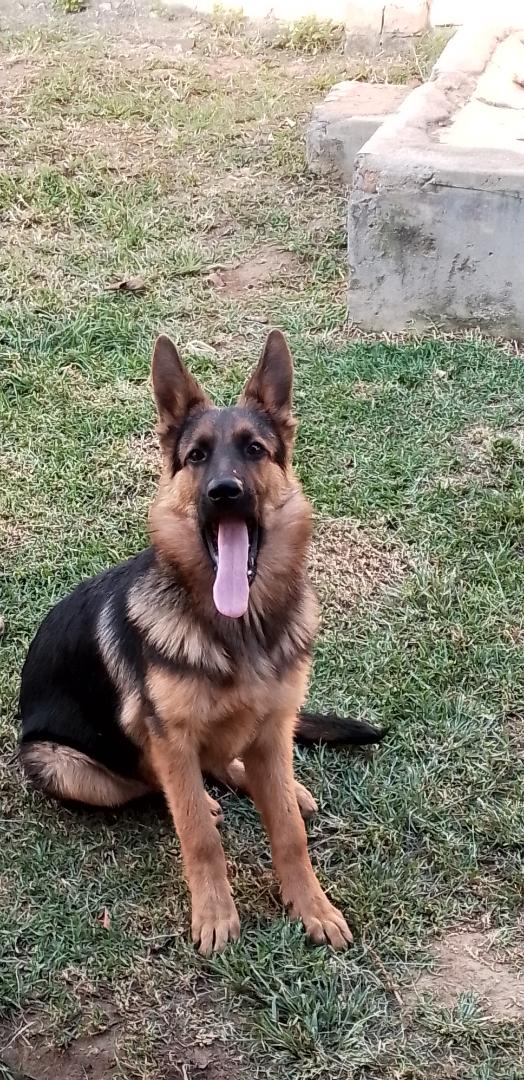 @_MakdShelby GSD male 7 months old
$800 negotiable
Location :Marondera and Harare
#TakaNoVoter