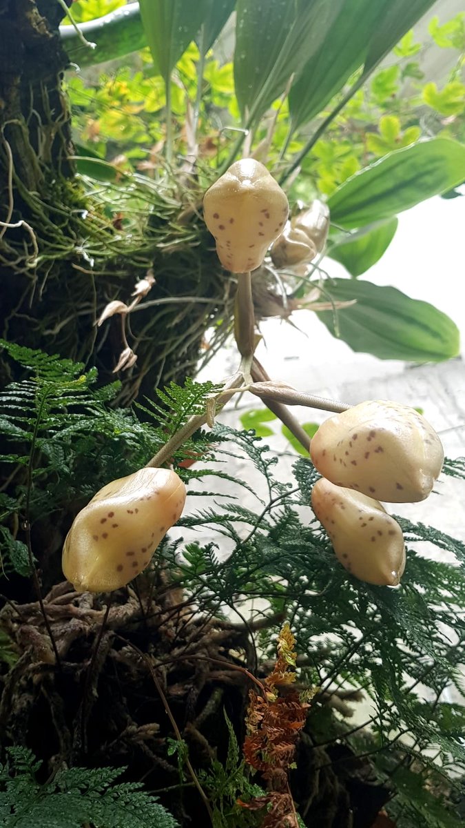 A punto de abrirse Stanhopea embreei. Probablemente florezca este fin de semana

❕En cuanto lo haga su floración solo durará tres días

#Orquidario #Estepona #orquídeas #orchids #VisitaElOrquidariodeEstepona