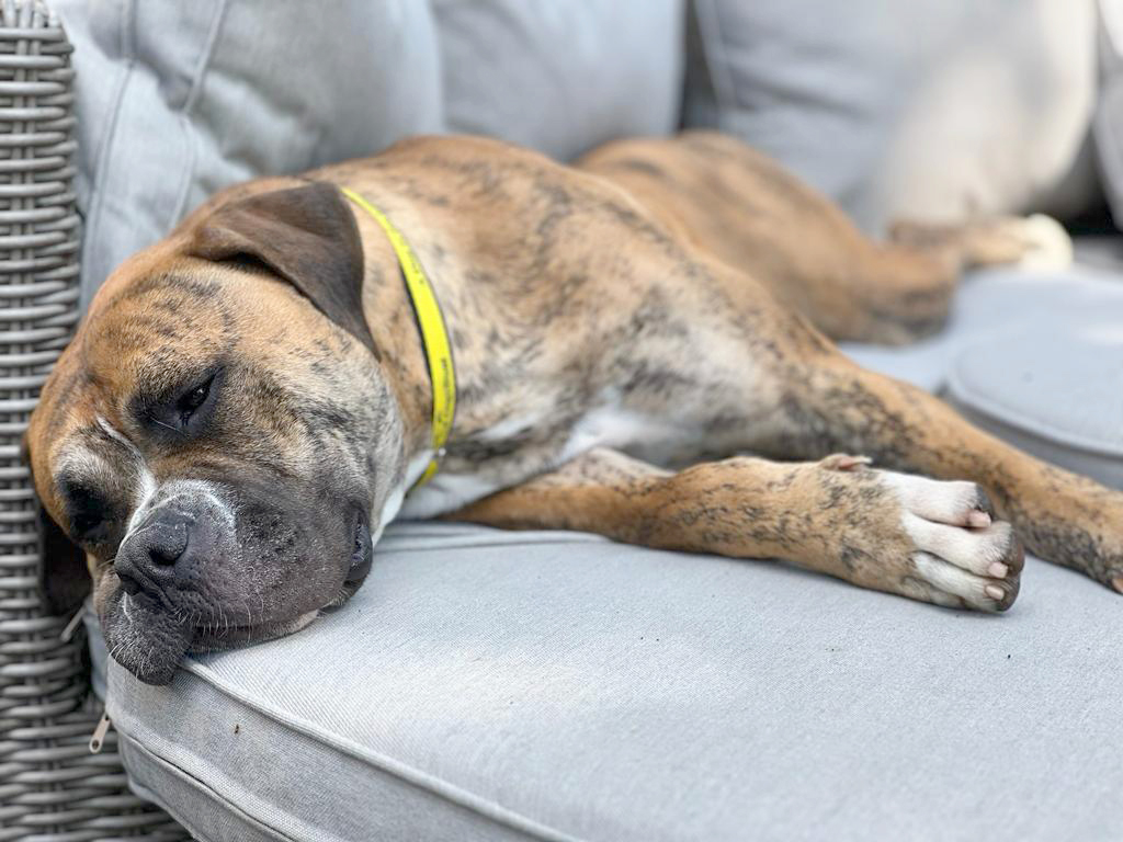 DT_Leeds's tweet image. 💛 It's #FosterDogFriday! 💛

It looks like Bonnie has settled well in her foster home! 😴🤣

If you're looking for a big snuggle-monster, go here👇
bit.ly/3IFmAdu

#FosterDog #AmericanBulldog #AdoptDontShop #SleepingDog #zzz #RescueDog #DogOfTheDay #Leeds @DogsTrust