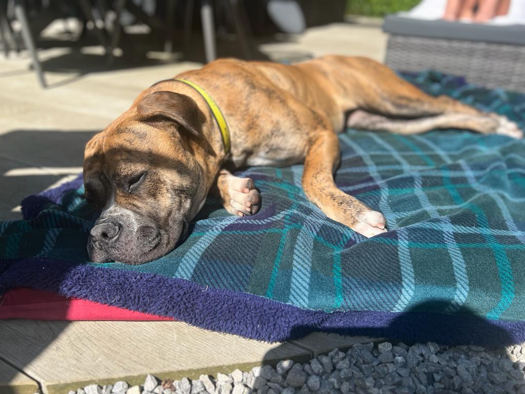 DT_Leeds's tweet image. 💛 It's #FosterDogFriday! 💛

It looks like Bonnie has settled well in her foster home! 😴🤣

If you're looking for a big snuggle-monster, go here👇
bit.ly/3IFmAdu

#FosterDog #AmericanBulldog #AdoptDontShop #SleepingDog #zzz #RescueDog #DogOfTheDay #Leeds @DogsTrust