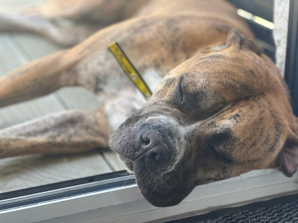 DT_Leeds's tweet image. 💛 It's #FosterDogFriday! 💛

It looks like Bonnie has settled well in her foster home! 😴🤣

If you're looking for a big snuggle-monster, go here👇
bit.ly/3IFmAdu

#FosterDog #AmericanBulldog #AdoptDontShop #SleepingDog #zzz #RescueDog #DogOfTheDay #Leeds @DogsTrust