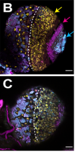 focalplane_jcs's tweet image. Happy #FluorescenceFriday! Eunice Silva, @margarida_venda &amp;amp; @TheHomemLab find that serine hydroxymethyl transferase is required for optic lobe neuroepithelia development in Drosophila.
📖@Dev_Journal: journals.biologists.com/dev/article/15…
#DevSImetabolism
