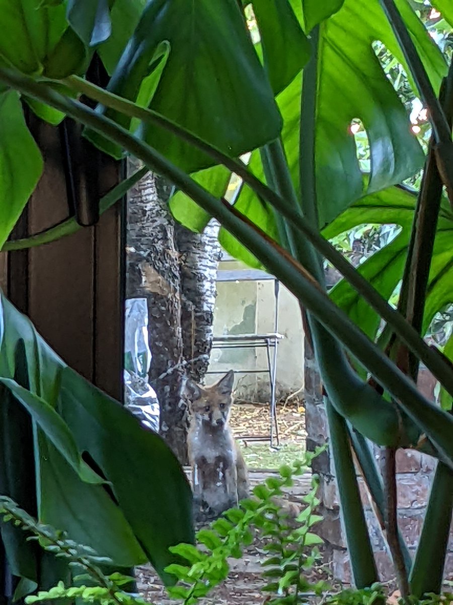 Chris_K_Styles's tweet photo. @StepChangeEU @MolecularEcolUP @si_upr Not a great picture, but we have 🦊🦊 visit our gardens regularly https://t.co/5SDMwD3DyS