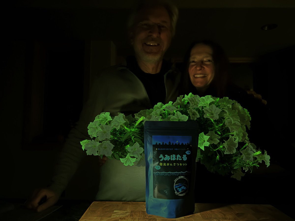 hatenouruma_com's tweet photo. The great bioluminescent scientists have created a glowing plant! #lightbio #bioluminescence
https://t.co/fm1GLgNXKB https://t.co/yedMCvGFyd