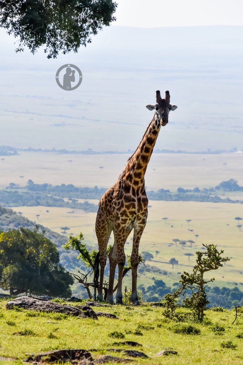 Happy Giraffe Friday.
Masai Giraffe.

Mara West Camp,Masai Mara National Reserve,Kenya.

#martowanjohiphotography #SunworldSafaris #giraffefriday #safaris254 #safariswithmartowanjohi #giraffelove #toweringbeauty #animalplanet #masaimara #kenya #bdasafaris