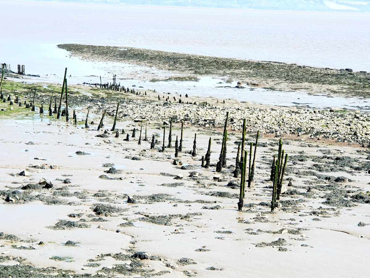 c_duigan's tweet photo. #FishFriday - remains of #putcher fish traps at #Goldcliff on the #Severn Estuary #Wales - read about their history @ourlivinglevels https://t.co/ZKA3ZwD74Z
#salmon #fishing https://t.co/GuYbuFIAuA