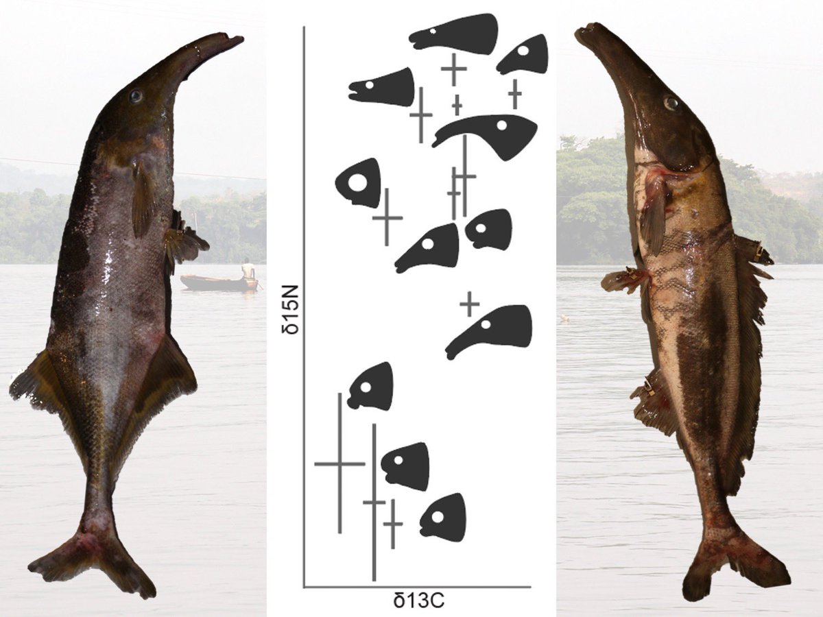 zuzmus's tweet photo. Our new preprint on the charismatic mormyrids from Cameroon (Sanaga river)! It seems like species with longer snout tend to have higher signal in C and/or N stable isotope (=> different food source and higher trophic level) https://t.co/6P5AnRiwSz https://t.co/EAF9drP7Za