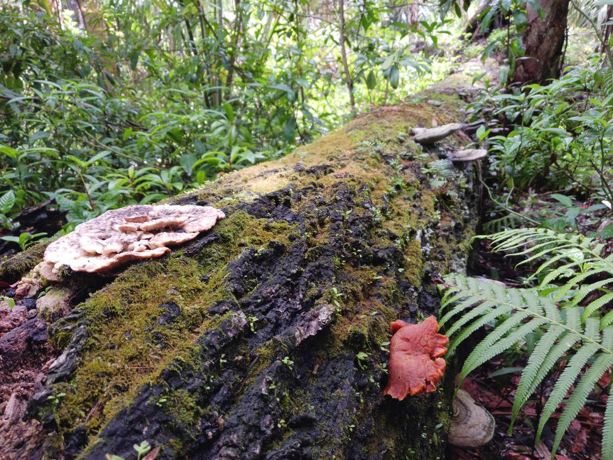 🍄Fungi Friday🍄