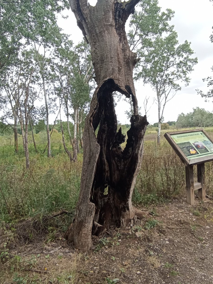 RamonColsaT's tweet photo. @GNMedioAmbiente Ahora entiendo lo de #Quetepartaunrayo #ParqueRegionaldelSureste https://t.co/OUM6uknq02