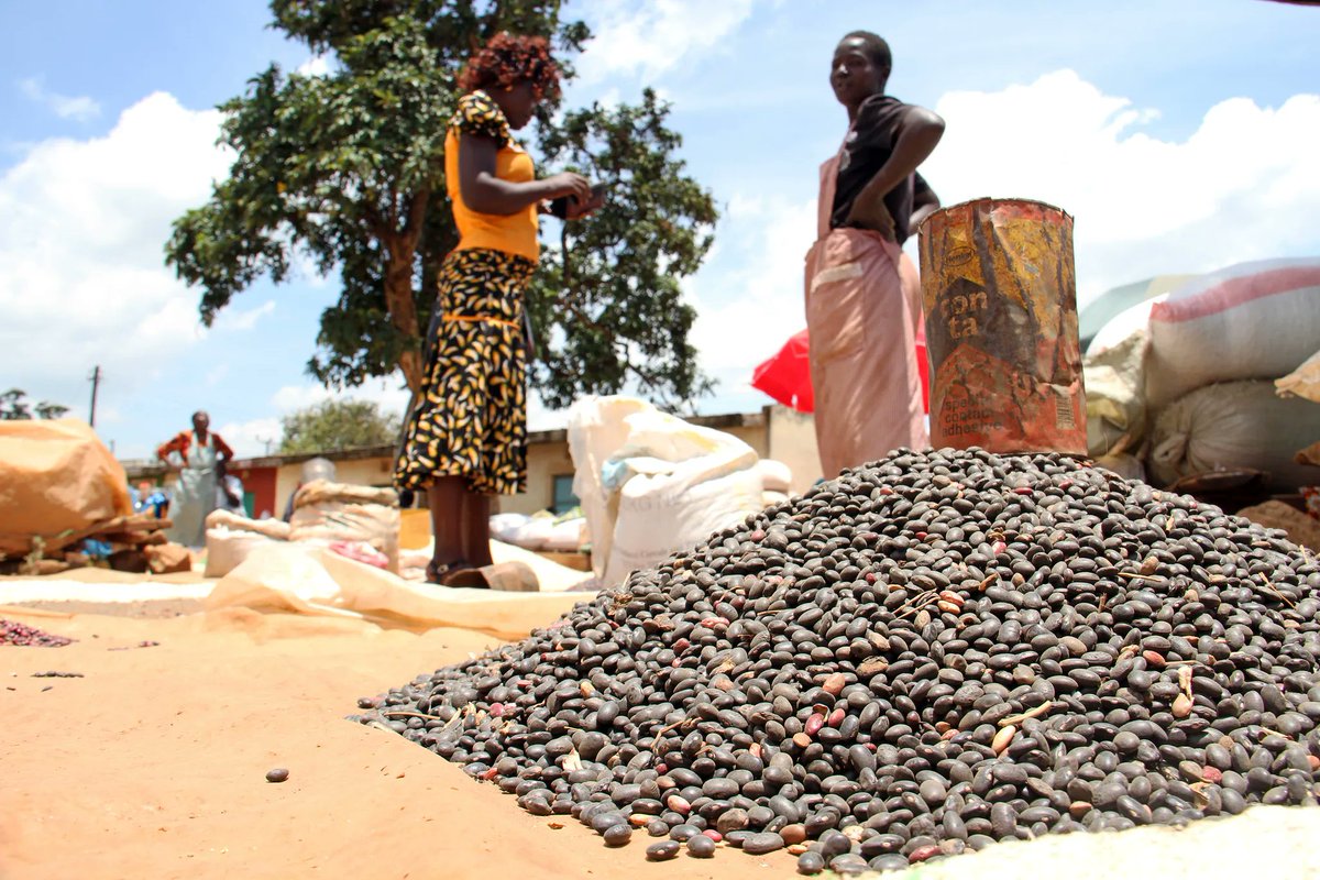 A @CIMMYT initiative is making a difference by providing access to stress-tolerant, nutritious seeds to underserved farmers in Malawi, Tanzania and Zambia. 🌍 

🔍 More info: on.cgiar.org/3qbhY8s  

#OneCGIAR