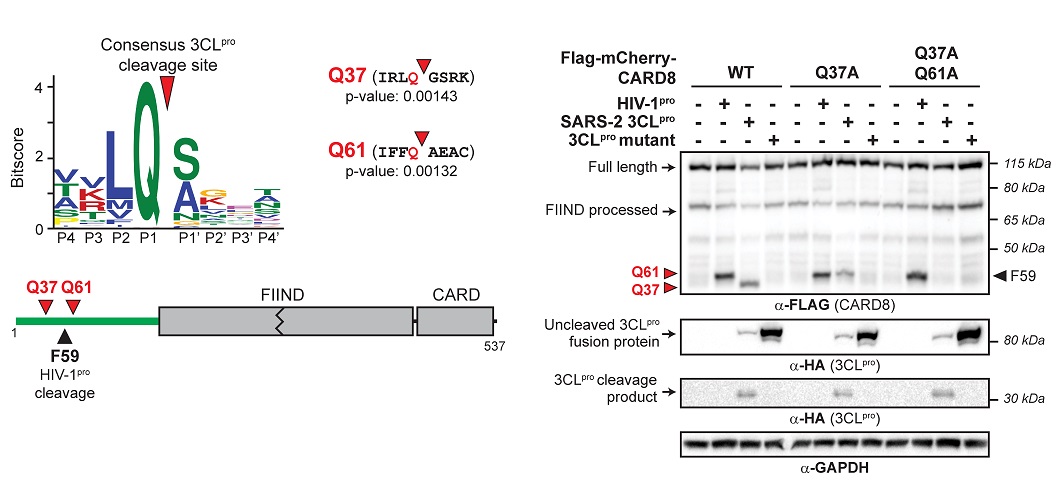 PLOSBiology's tweet photo. Innate immune #CARD8 mechanism for sensing #coronavirus & #picornavirus infection by detecting activity of #virus-encoded proteases; genetic variants in mammalian hosts affect which viruses can be sensed @BriBerryTea @psmitchej @Daugherty_Lab #PLOSBiology https://t.co/YsKMxCREH0 https://t.co/ie5Yakf0V4