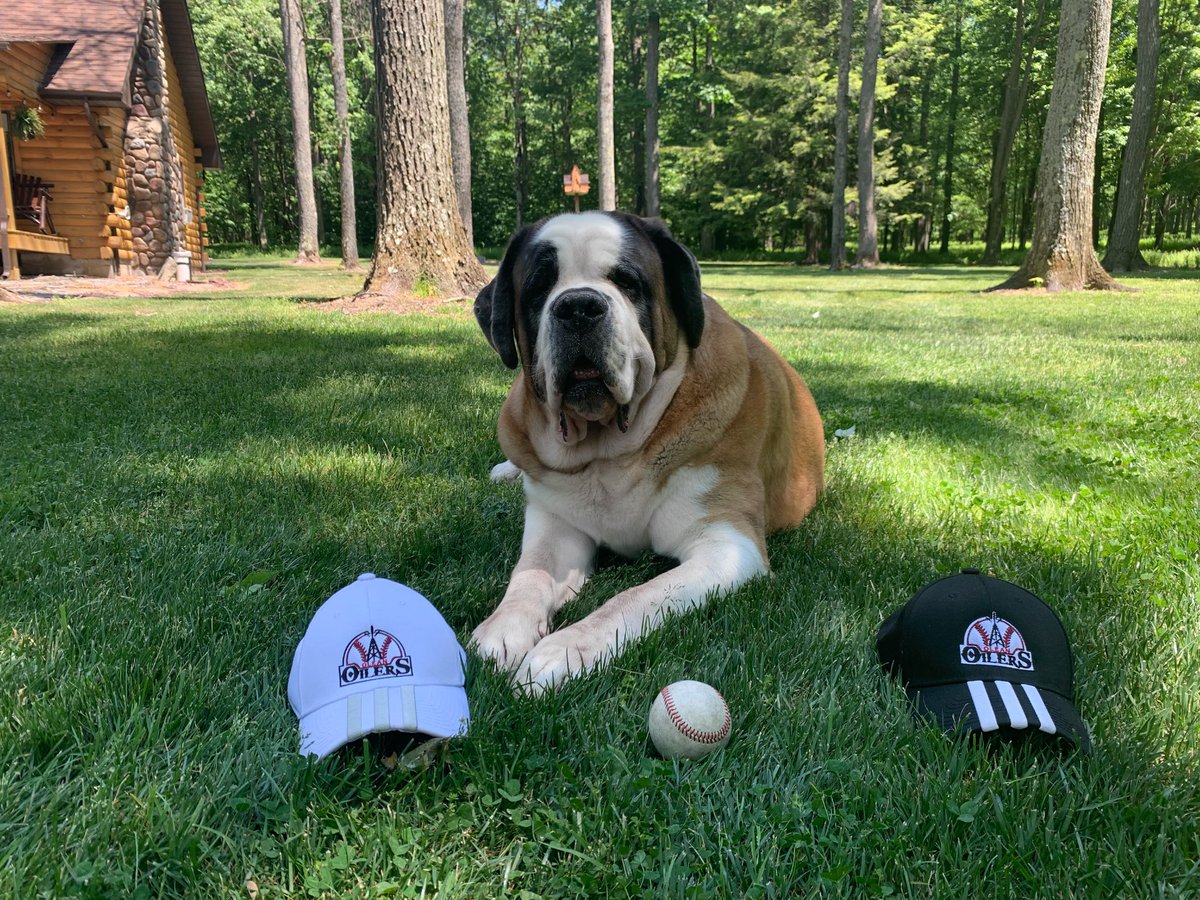 drago_saint's tweet photo. Game day for the Olean Oilers! Let’s get a win⚾️ @Blaise_Zeiders @OleanOilers #SummerBaseball #Baseball #BaseballDog #OleanOilers https://t.co/cvfjDh5lS6