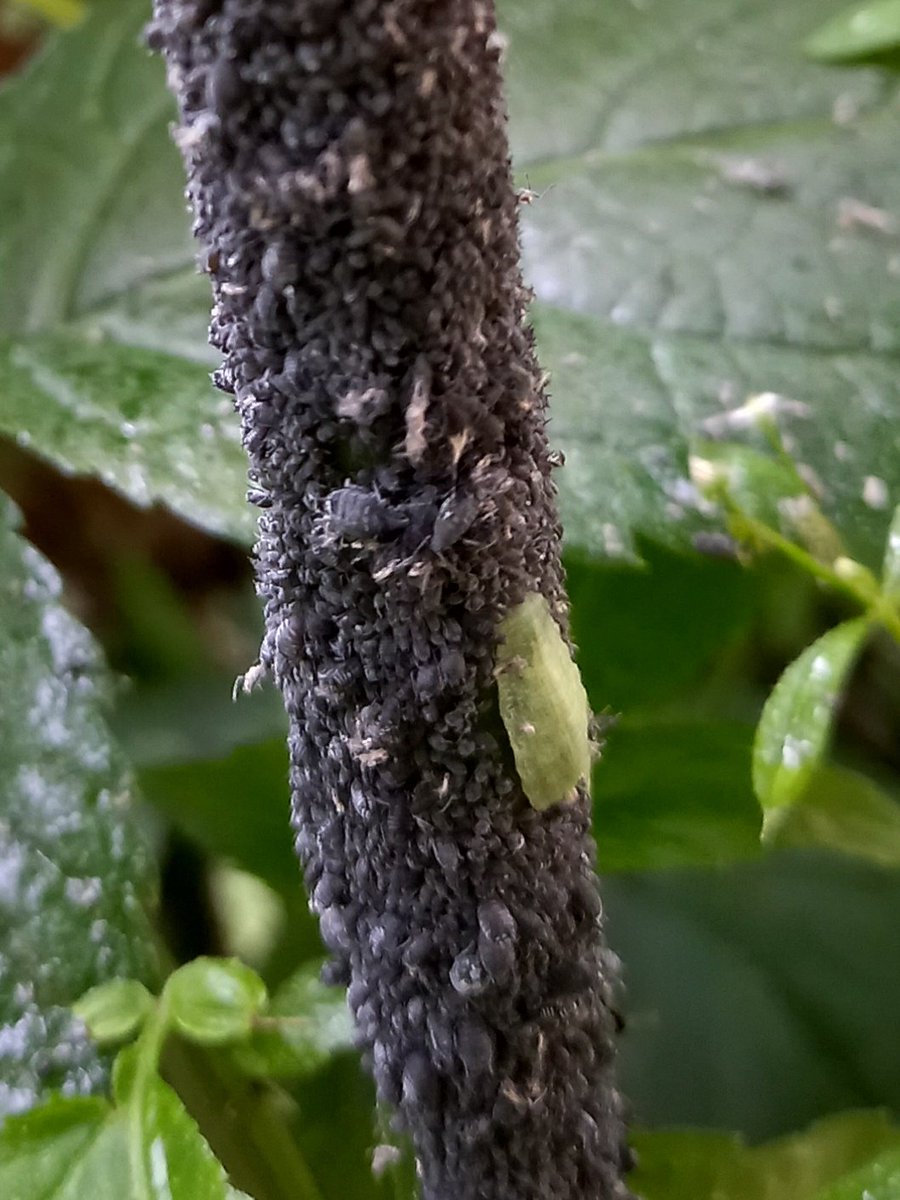 Look at these beauties! 😍 Different species of #hoverfly larvae happily feasting upon #aphids which were feasting upon #Elder! #lovenature #london #foodchain cs