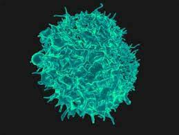 Journal of Clinical and Cellular Immunology tweet media