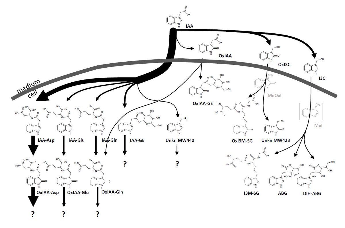 Can we track and identify the entire #auxin #metabolome?
Can we uncover new auxin metabolic #pathways?

Is IAA the main bioactive auxin or are some of its metabolites the active ones?

Data, answers and discussion in our still fresh paper here: biorxiv.org/content/10.110…