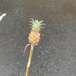 お花屋さんで可愛らしいミニパイナポーをもらった!なんかステッキみたいで、魔法とか使えそう!