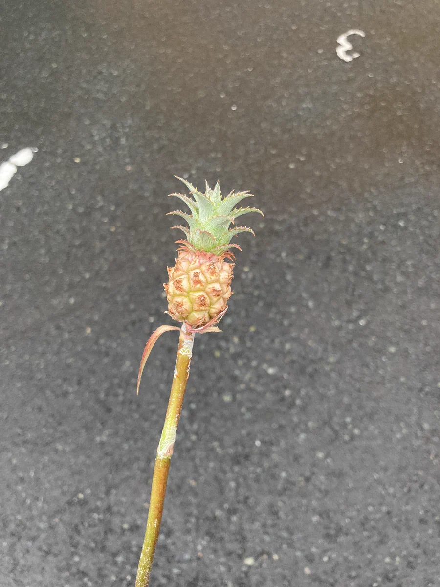 お花屋さんで可愛らしいミニパイナポーをもらった！なんかステッキみたいで、魔法とか使えそう！