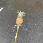 お花屋さんで可愛らしいミニパイナポーをもらった!なんかステッキみたいで、魔法とか使えそう!