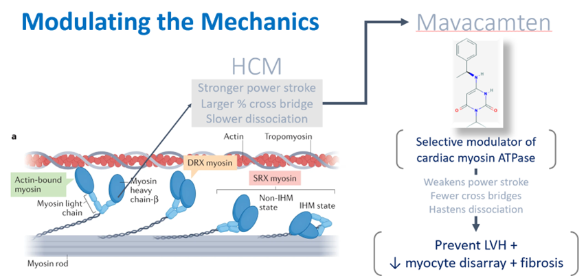 cardiomet_CE's tweet photo. 35) It seems we have entered a new era of #HCM management with the development of #sarcomeric contractile inhibitors and approval of the first such agent, #mavacamten. https://t.co/FkjSaa8XEn
