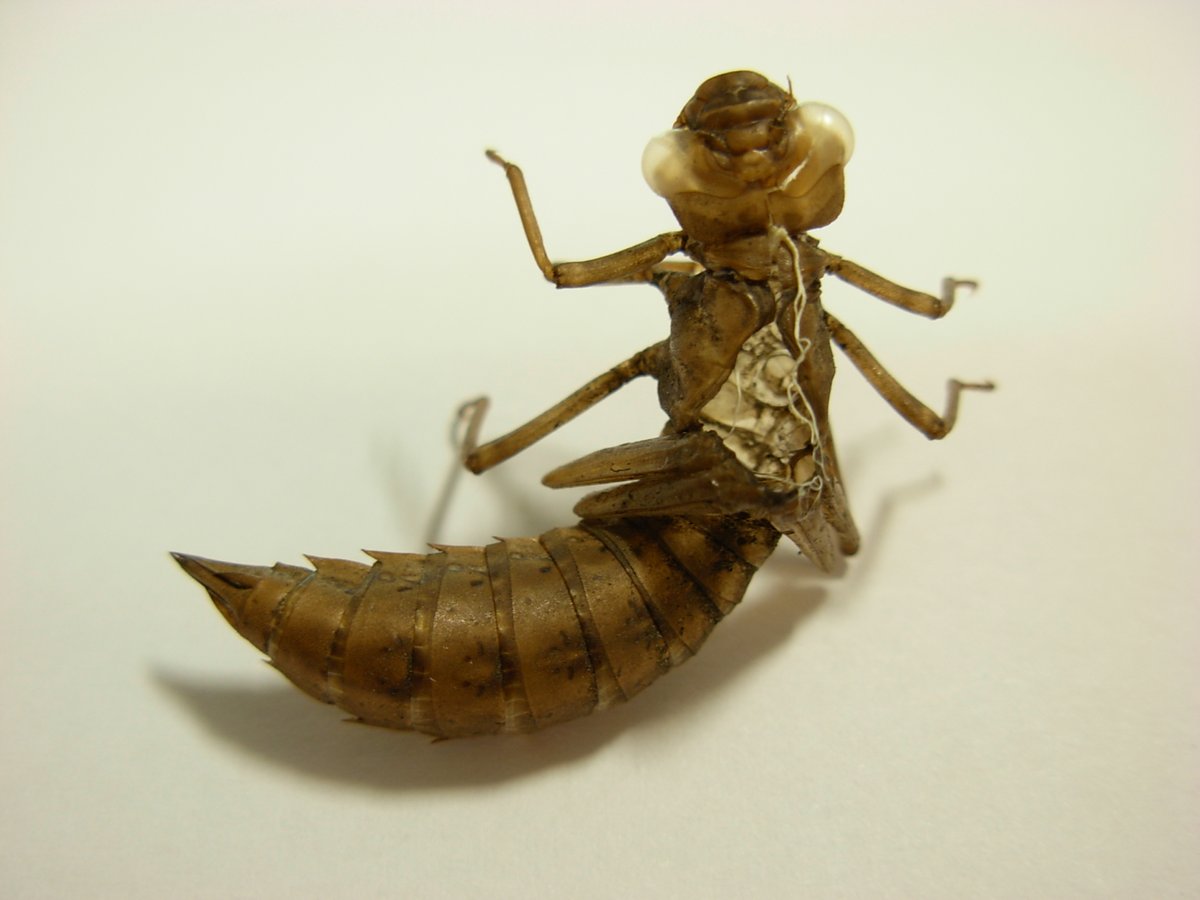 Have you seen our object of the month yet? Read at the link, and visit the museum for more 🐞🪲🐛🦋🐜🪳🕷️🐝🦗🪰🦟
saffronwaldenmuseum.swmuseumsoc.org.uk/oomjun23/
#featuredobject #dragonfly #invertebrates #minibeasts