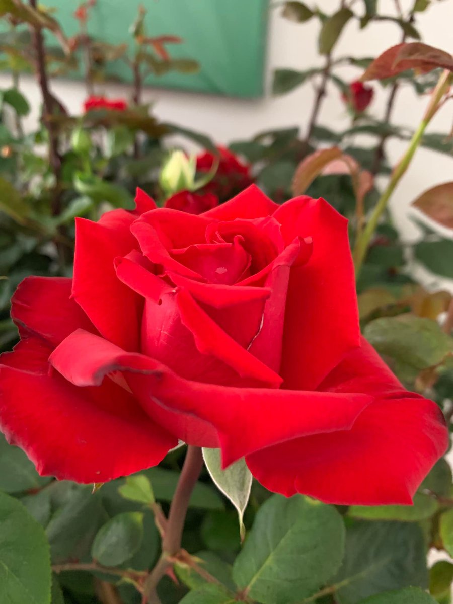 cmpaix's tweet photo. Nouvelle édition de l'opération "Une Rose pour le Palais"
Plus de 300 rosiers d’exception à acheter ; profits au bénéfice du patrimoine du Centre Mondial de la Paix
Rendez vous le 16 juin à partir de 14 h https://t.co/DxnmI3iCpc