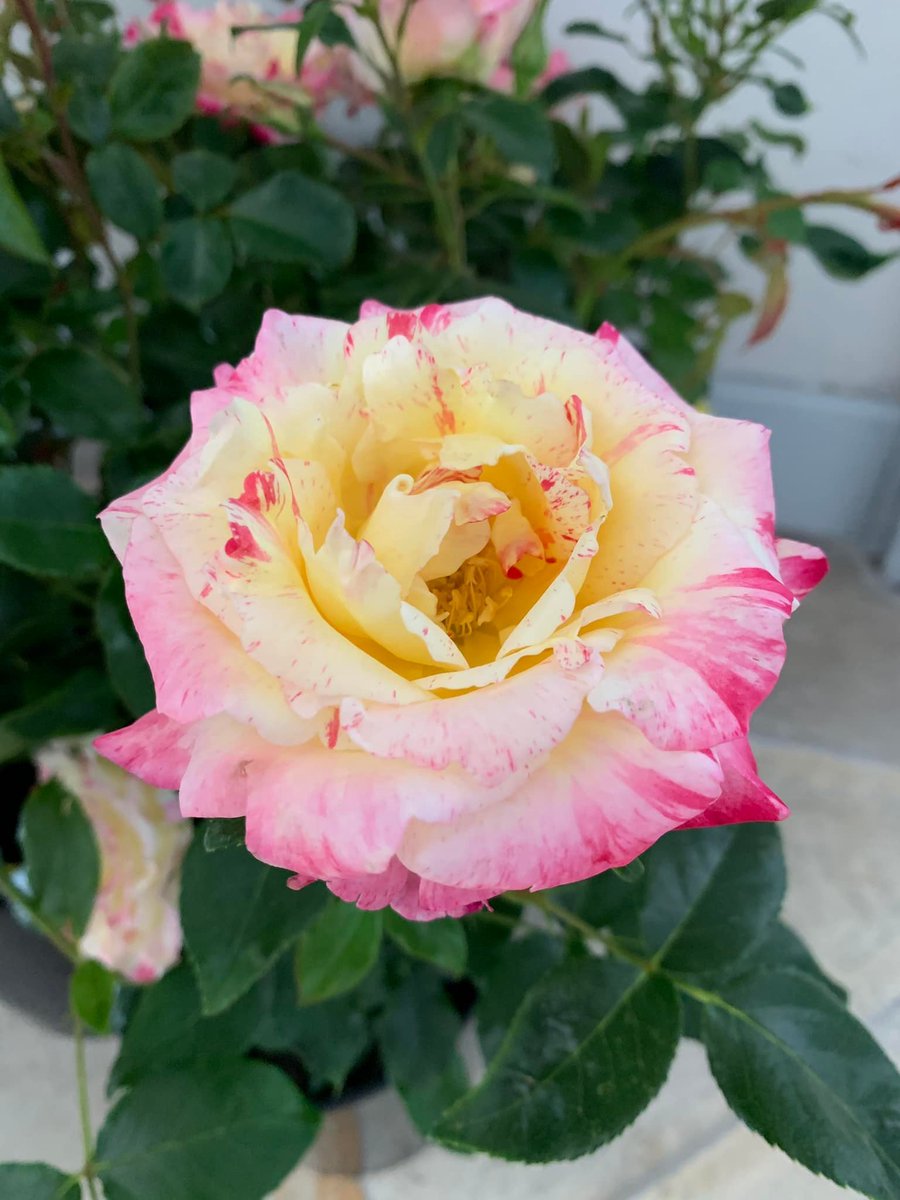 cmpaix's tweet photo. Nouvelle édition de l'opération "Une Rose pour le Palais"
Plus de 300 rosiers d’exception à acheter ; profits au bénéfice du patrimoine du Centre Mondial de la Paix
Rendez vous le 16 juin à partir de 14 h https://t.co/DxnmI3iCpc