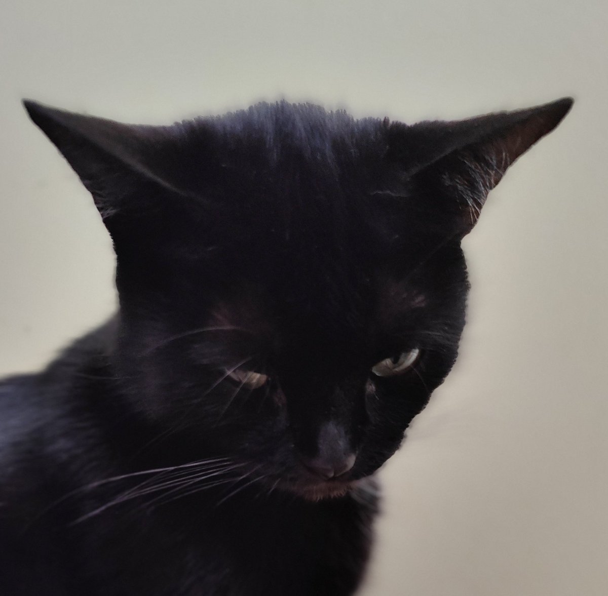 1/2 Trzy lata to dużo. Zwłaszcza dla takiej małej kici jak ja. Przez trzy lata miałem domek i ludzi którzy podobno mnie kochali. Nagle zostałam sama, wśród innych kotków w obcym miejscu. Wciąż płaczę i bardzo się boje. Czy ktoś kiedyś mnie zechce i przygarnie? Albo chociaż da RT?