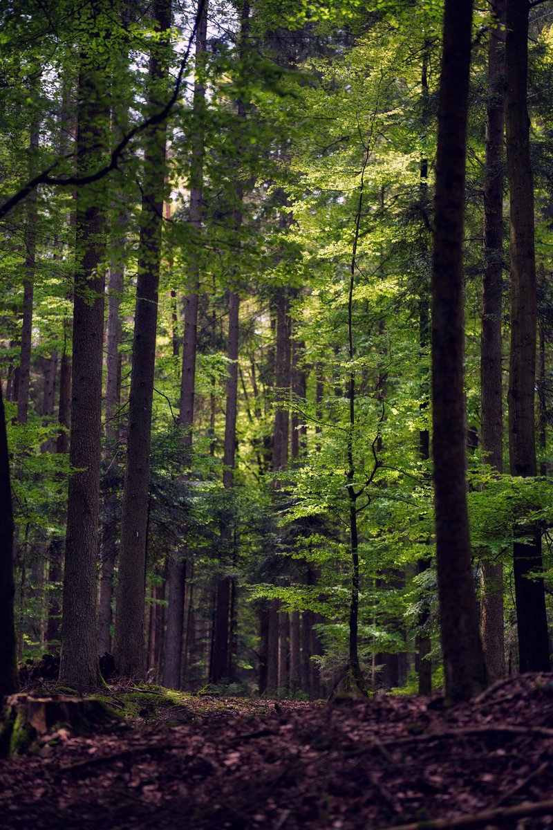 lovesoundscapes's tweet photo. #sigma #sigmafp #fp #landscape #landscapephotography #travel #travelphotography #travelblogger #color #colorful #nature #natur #camera #cinematic #mood #aesthetic #aesthetics #forest #schwarzwald #blackforest #wildernessculture #wilderness #follow #followformore https://t.co/Wi0hzS5ROt