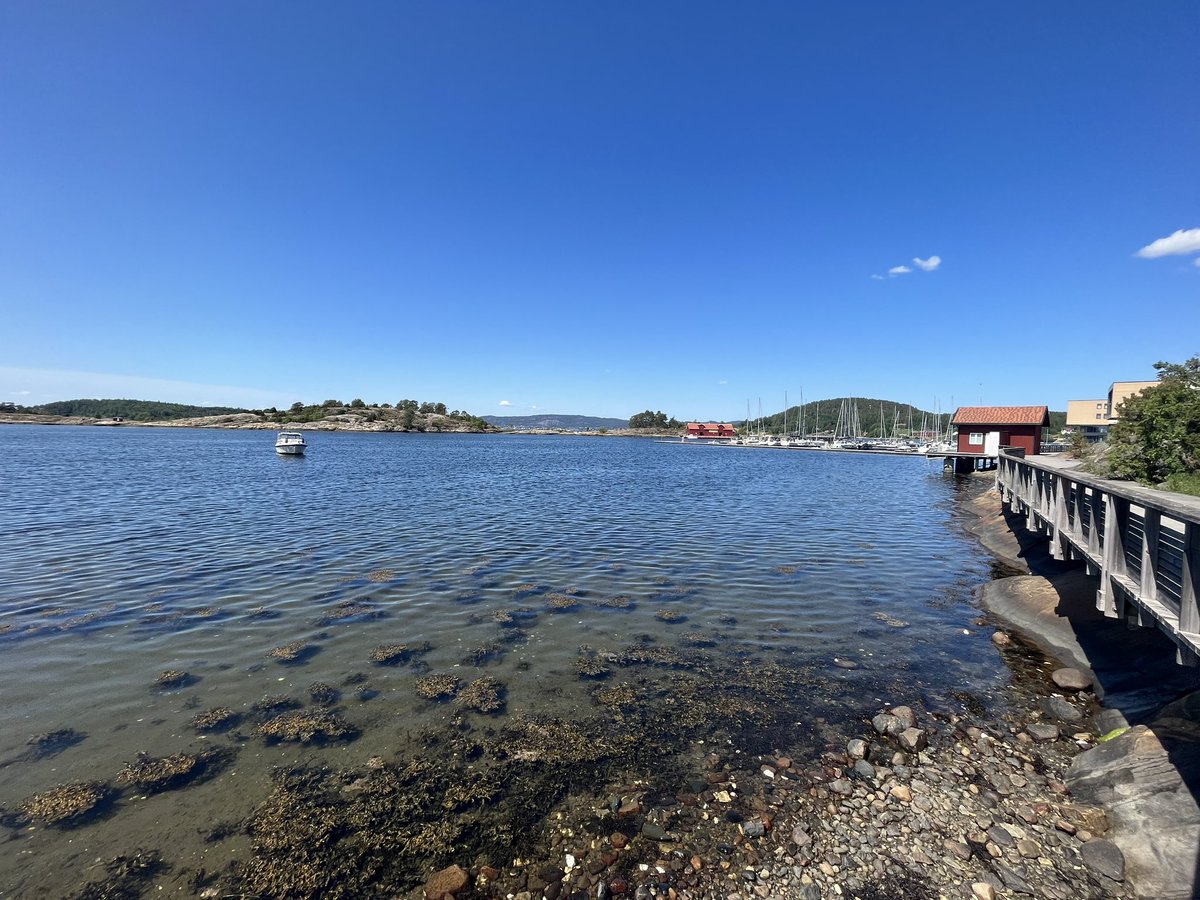 anton newcombe tweet media