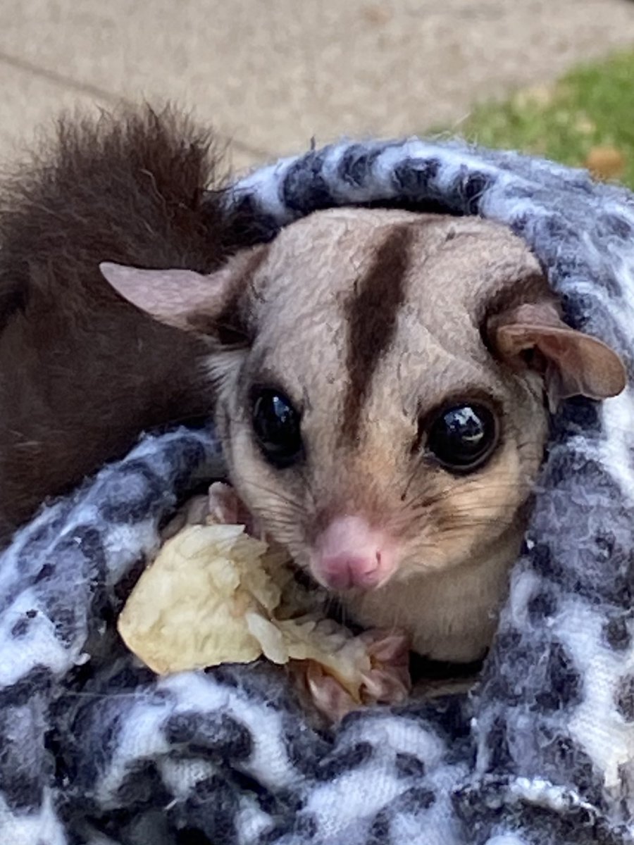 @RonniSalt Geronimo from Adelaide Zoo 🐾