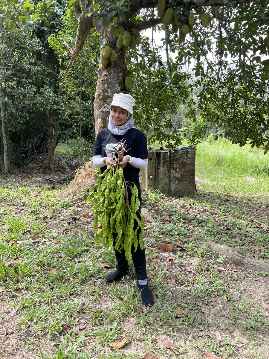 meiavida's tweet photo. Kita bagi banyak tugasan ni. Sorang ambik petai, sorang lagi petik manggis and lagi sorang bagi jahanam buah durian. 😂😂😂 https://t.co/QZd6K8a7vP