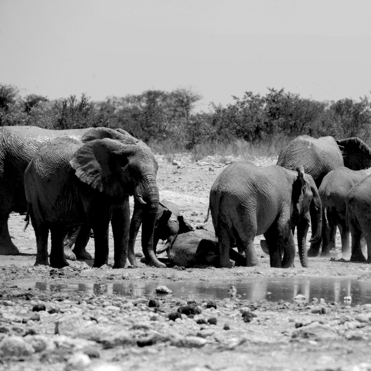 Elephants gathering at a water hole in the Etosha National Park, a breathtaking sight of immense power and serenity. Witnessing these majestic creatures quenching their thirst in their natural habitat is a true privilege. #EtoshaNationalPark #ElephantEncounters 🐘#namibia