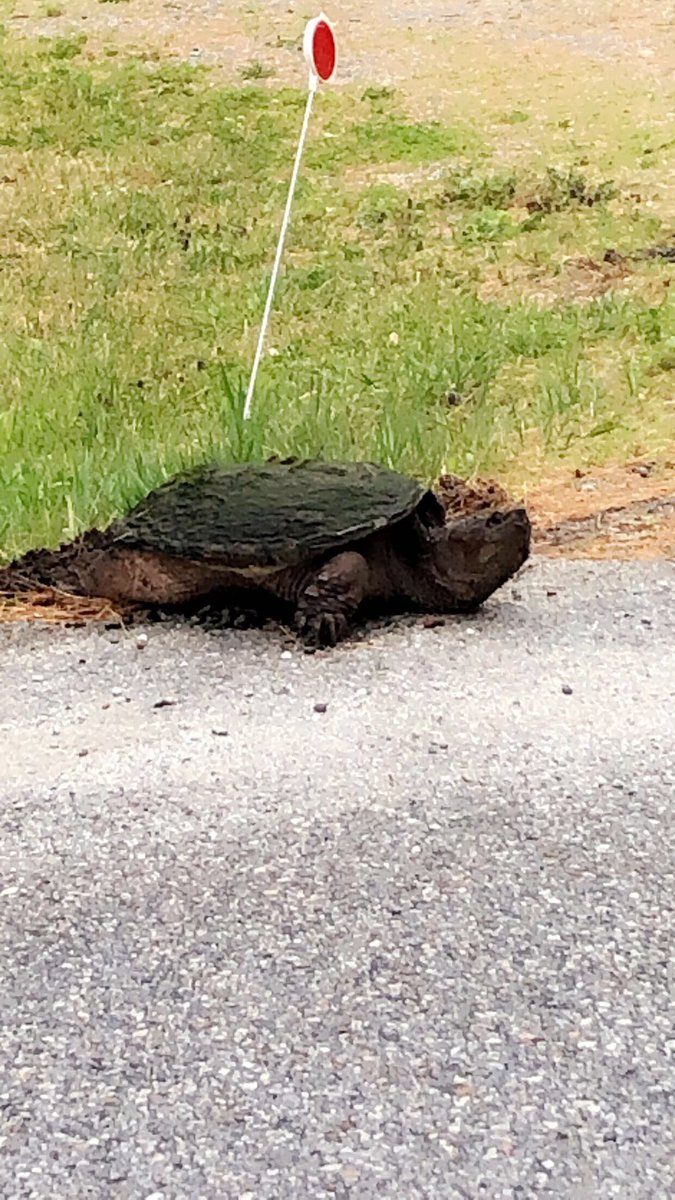NWPPLC's tweet photo. Turtle season is here🐢 #LeaveAlone #DoNotTouch https://t.co/Bx63lBUjeu