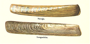 ArceEnvironment's tweet photo. Longueirón (Solen marginatus): especie muy similar a la navaja (Ensis siliquia), pero con valvas rectas, ligeramente curvas en la navaja, además de surcos concéntricos. https://t.co/j2ftUOXkNV