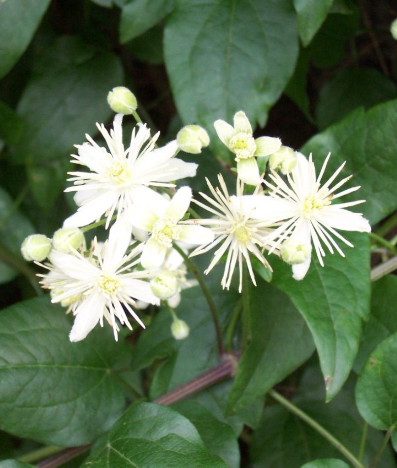 Clematis vitalba (also known as old man's beard and traveller's joy) is a shrub of the family Ranunculaceae.

#nature #naturephotography #Flowers #Gardening #photography

Wiki: en.wikipedia.org/wiki/Clematis_…