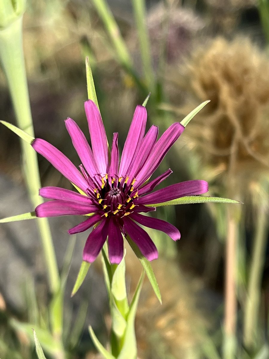 Tragopogon porrifolius #Asteraceae