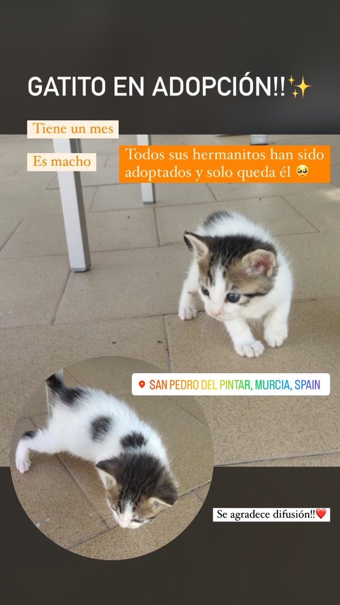 natrodriguez011's tweet photo. Buscamos adopción para este gatito!! Es macho y tiene un mesecito, fue rescatado junto a sus hermanitos en San Pedro del Pinatar y todos han sido adoptados menos él🥺
Os agradecería un rt para encontrarle una familia🥰✨🫶🏼 https://t.co/59l22Qgc9O