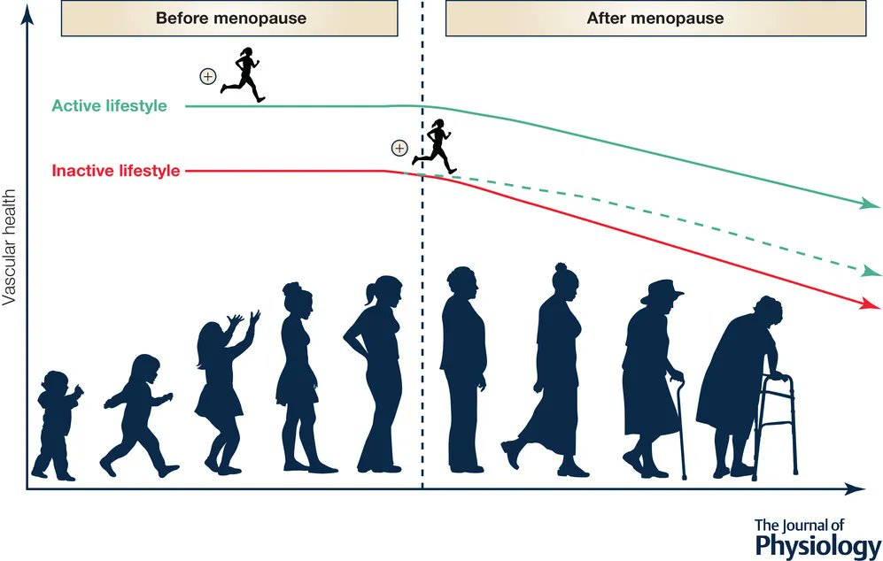 Journal of Physiology (@jphysiol) on Twitter photo <a href="/ATamarizE/">Andrea Tamariz-Ellemann</a>, <a href="/kwickham9/">Kate Wickham</a>, <a href="/Linenolsen/">Line B. Nørregaard</a>, @lgliemannand Ylva Hellsten (<a href="/NEXSKU/">Institut for Idræt og Ernæring</a>) conclude our #SymposiumReview with an article discussing how regular exercise maintains vascular health in ageing women!
📜buff.ly/3P6JZsf <a href="/ATamarizE/">Andrea Tamariz-Ellemann</a>, <a href="/kwickham9/">Kate Wickham</a>, <a href="/Linenolsen/">Line B. Nørregaard</a>, @lgliemannand Ylva Hellsten (<a href="/NEXSKU/">Institut for Idræt og Ernæring</a>) conclude our #SymposiumReview with an article discussing how regular exercise maintains vascular health in ageing women!
📜buff.ly/3P6JZsf