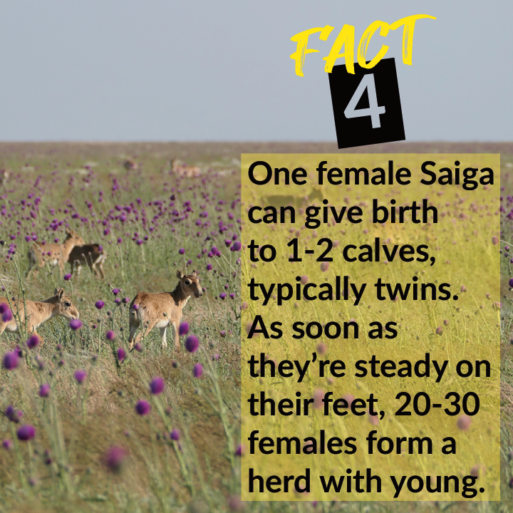 AltynDala's tweet photo. It feels like a #FridayFacts featuring #saiga kind of a day, doesn't it? 

These amazing creatures have many secrets to their remarkable longevity on this planet 🌎 In fact, with the right #protection measures, they can really bounce back! From <50k in 2006 to 1.9 mln this year! https://t.co/jP7Ztt27Sf