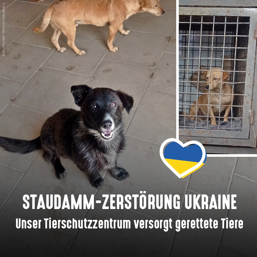 Nach Zerstörung des Kachowka-Staudamms in der #Ukraine hat unser Tierschutzzentrum Odessa die ersten evakuierten Hunde aufgenommen. Helfer holen gerettete Tiere an Sammelstellen außerhalb der überfluteten Gebiete ab & bringen sie zu uns.
Eure Spende hilft: tierschutzbund.de/spendenportal/…