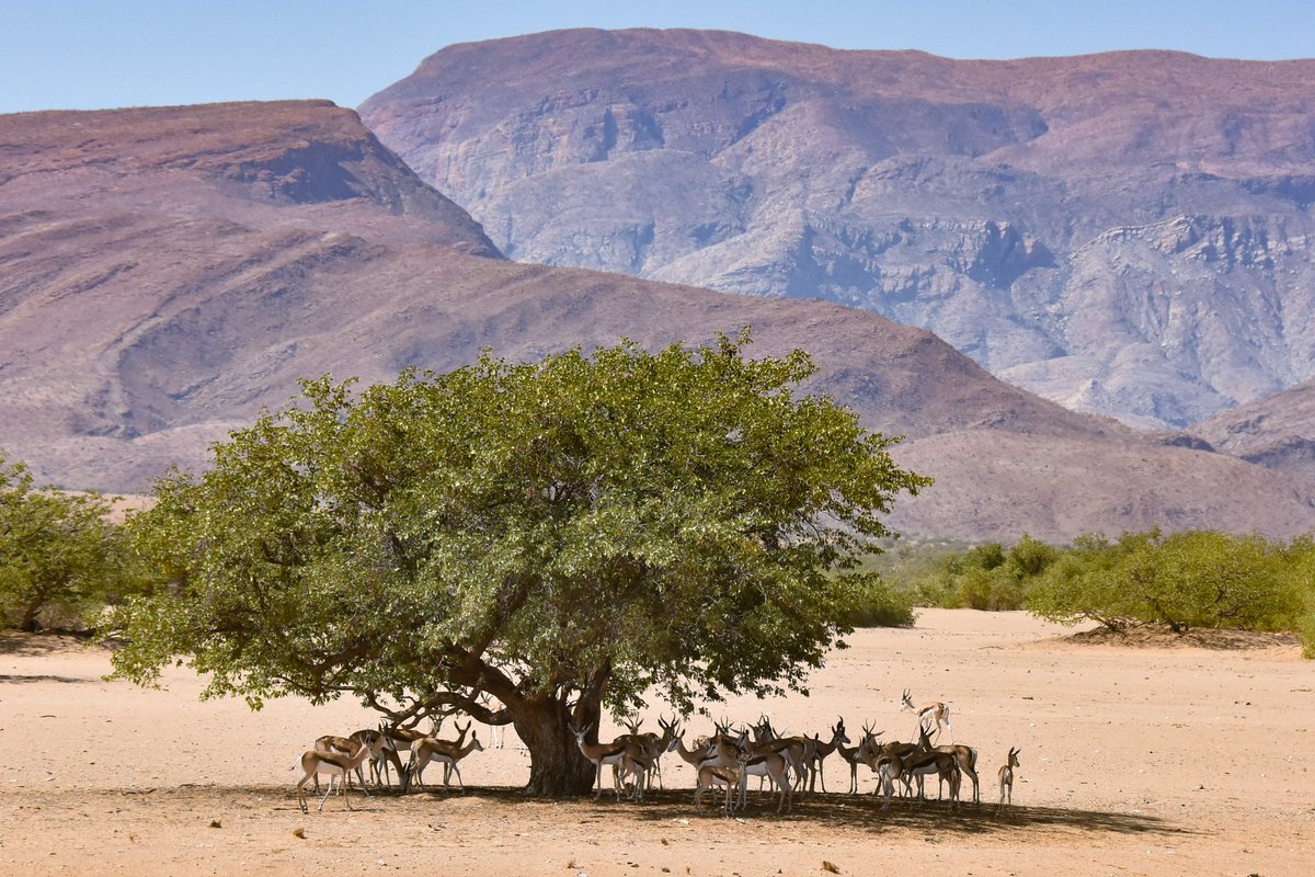 diverene's tweet photo. Marienfluss has a different kind of beauty that you cannot put in words. It just feels like a spiritual place that has to be respected. There you are alone exept for the 100's of springbuck everywhere. https://t.co/WBbzEm7rb4